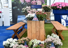 Van de Kalmia Latifolie van Hortinno werden dit jaar de eerste planten uitgeleverd. Het is een winterharde plant, tot wel -30 graden, en zeer hitte en droogte bestendig.